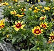 Coreopsis "Solar Eclipse" in 3.5 inch pots. Nicely rooted